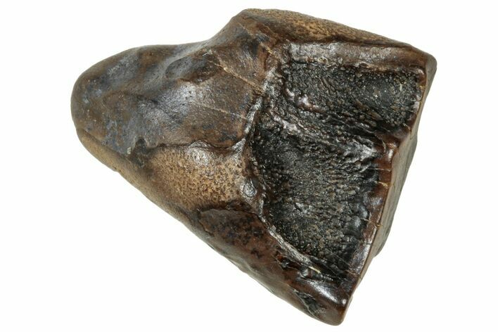 Fossil Dinosaur (Triceratops) Shed Tooth - Wyoming #315061